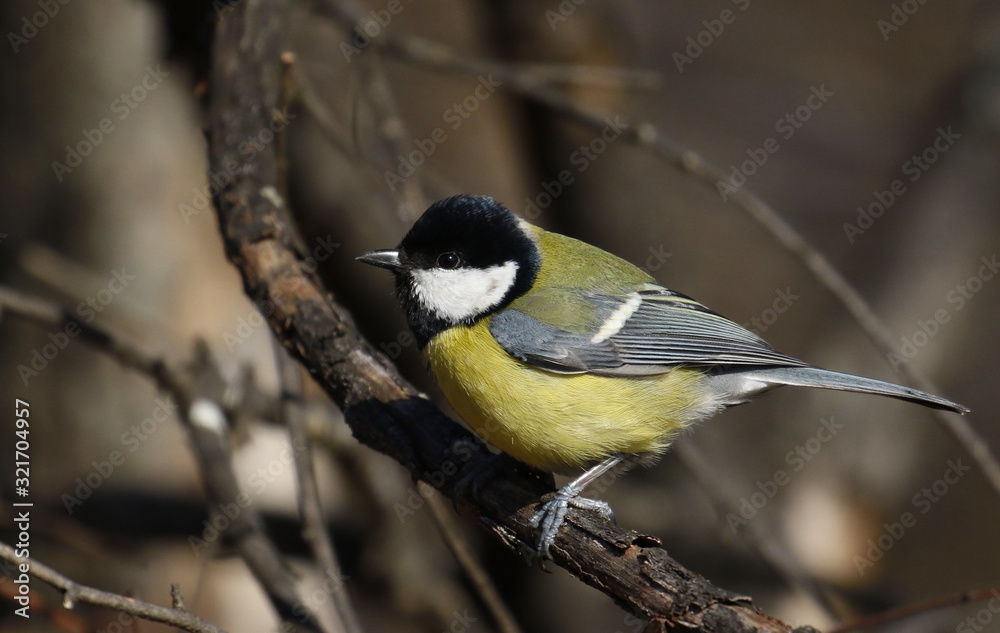 Great tit on branch background, Parus major Great tit on branch background, Parus major