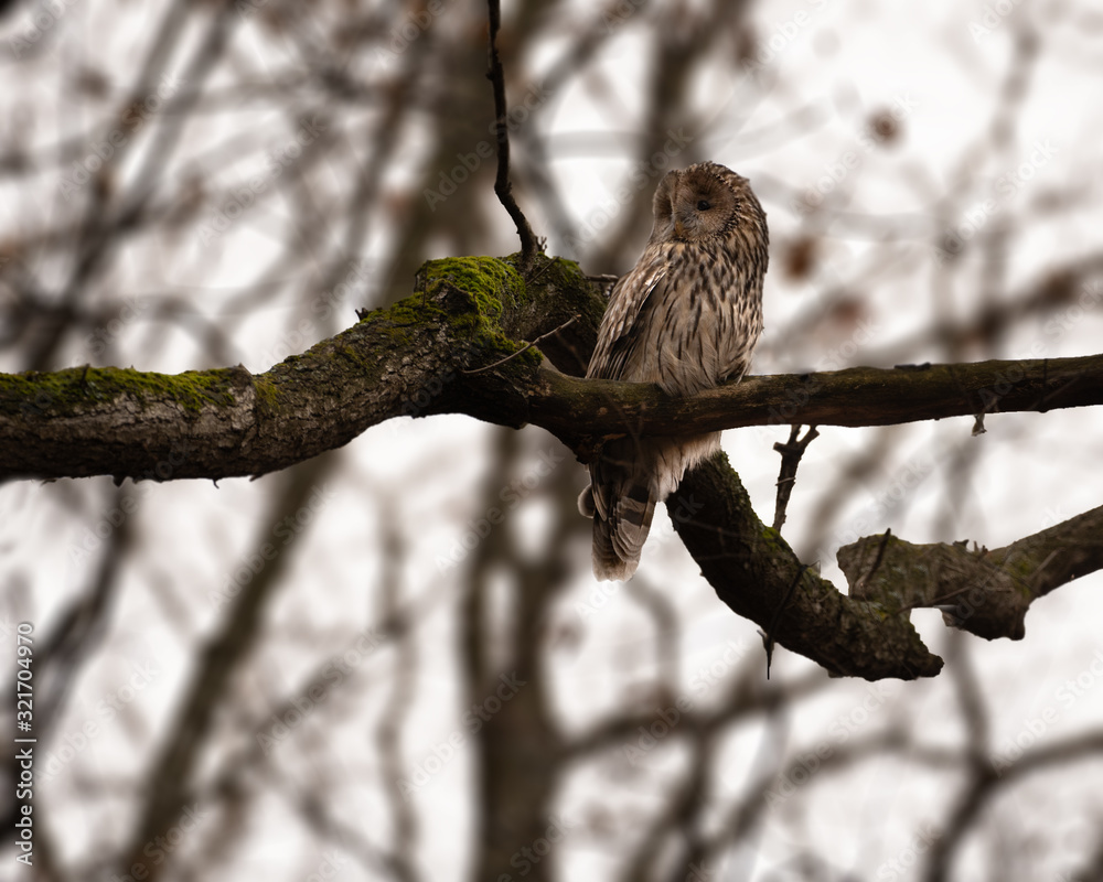 The Ural owl (Strix uralensis) is a fairly large nocturnal owl. It is a member of the true owl family, Strigidae. The Ural owl is a member of the genus Strix