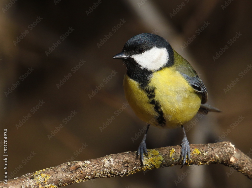 Great tit on branch background, Parus major Great tit on branch background, Parus major