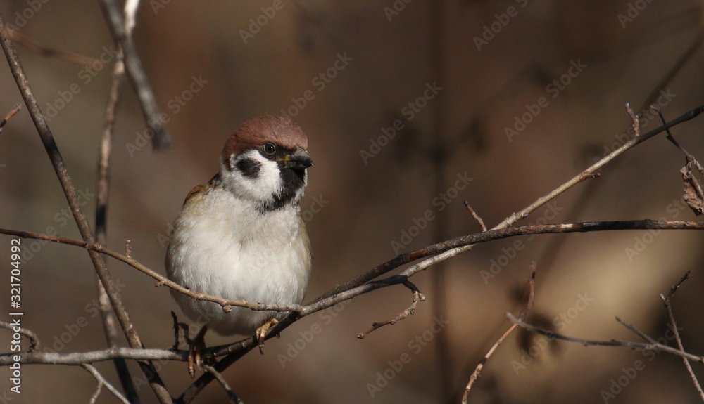 Tree sparrow on branch, passer montanus Tree sparrow on branch, passer montanus