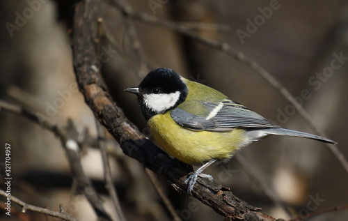 Great tit on branch background, Parus major