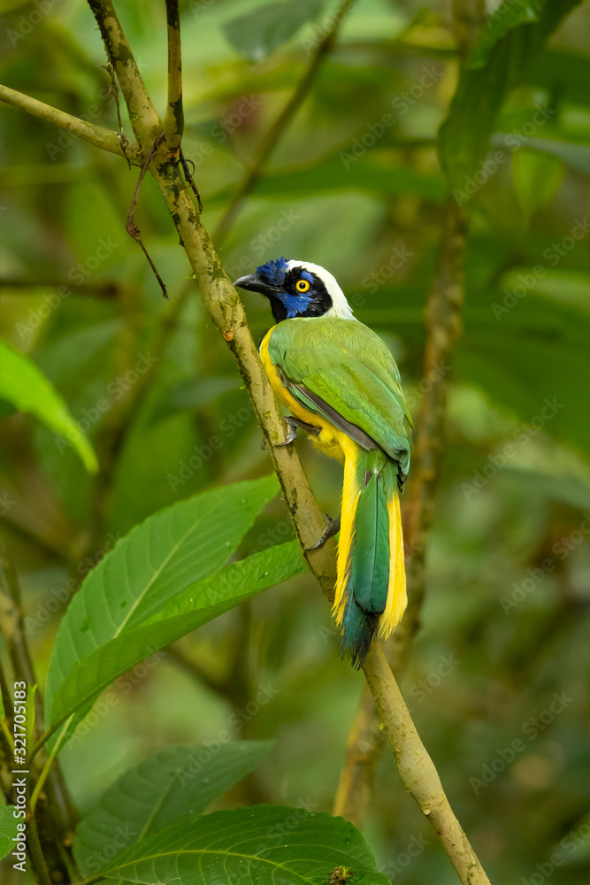 Obraz premium Inca jay (Cyanocorax yncas) is a bird species of the New World jays, which is endemic to the Andes of South America. 