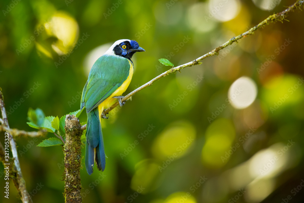 Inca jay (Cyanocorax yncas) is a bird species of the New World jays, which is endemic to the Andes of South America. Inca jay (Cyanocorax yncas) is a bird species of the New World jays, which is endemic to the Andes of South America.