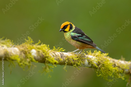 Flame-faced tanager (Tangara parzudakii) is a species of bird in the family Thraupidae. It is found in the eastern Andes of Colombia, Ecuador, Peru and Venezuela. photo