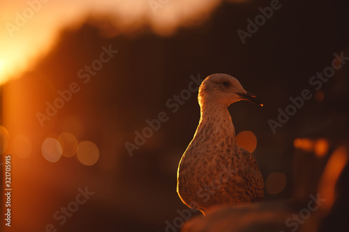 Canvas Print Seagull beside the river during a sunset in Dublin