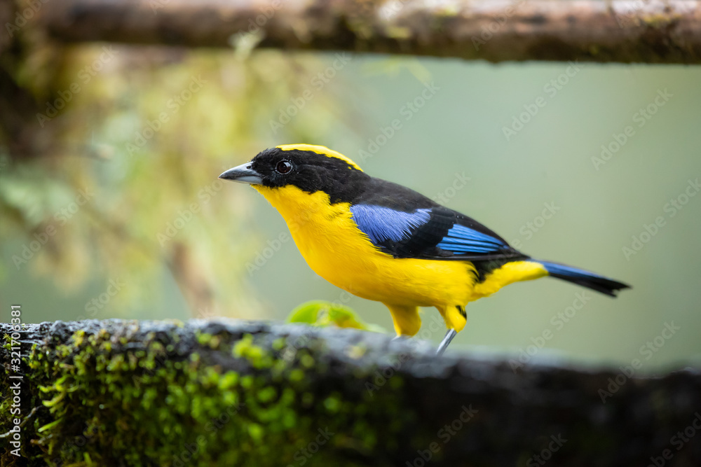 Obraz premium Blue-winged mountain tanager (Anisognathus somptuosus) is a species of bird in the family Thraupidae, the tanagers. It is native to South America, where it is found in Bolivia, Colombia, Ecuador, Peru