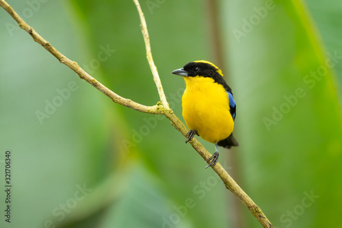 Blue-winged mountain tanager (Anisognathus somptuosus) is a species of bird in the family Thraupidae, the tanagers. It is native to South America, where it is found in Bolivia, Colombia, Ecuador, Peru