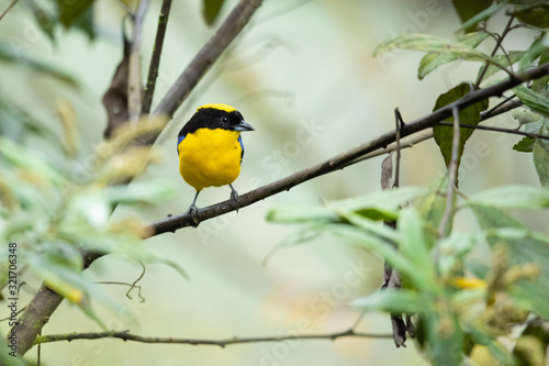 Blue-winged mountain tanager (Anisognathus somptuosus) is a species of bird in the family Thraupidae, the tanagers. It is native to South America, where it is found in Bolivia, Colombia, Ecuador, Peru photo