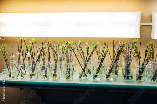 Cuttings of poplar plants standing in water or phytohormone solution for root growth photo