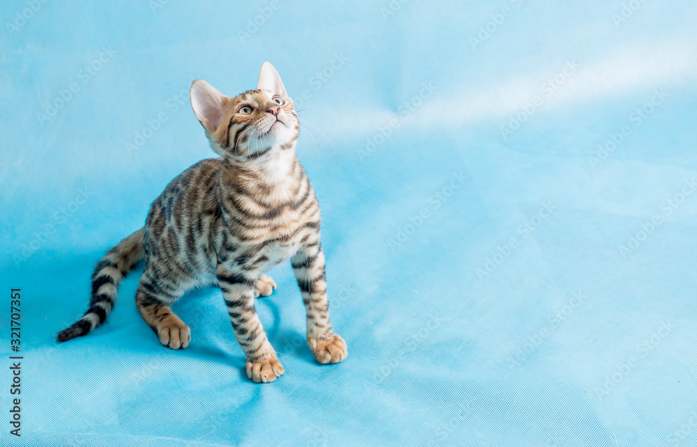 Naklejka premium A pet, a Bengal kitten, plays on a blue background. Bright beautiful bengal kitten.