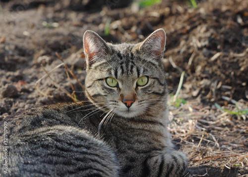 A beautiful grey striped street cat lies on the ground.