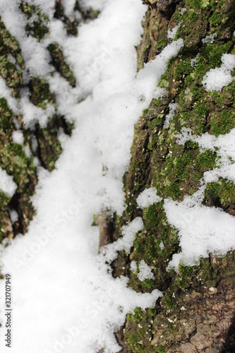 snowy tree with moss in the snow © Olesia I