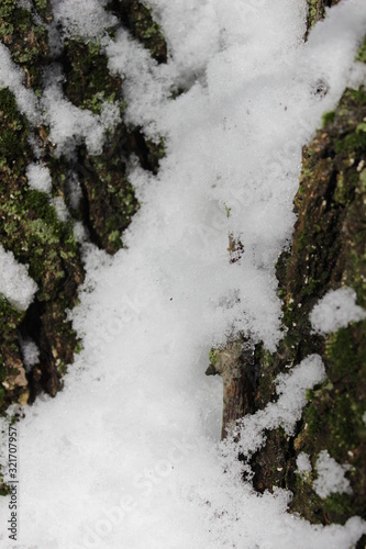 Snow in the moss tree in winter forest © Olesia I