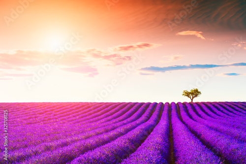 Lavender fields at sunset near Valensole, Provence, France. Beautiful summer landscape.
