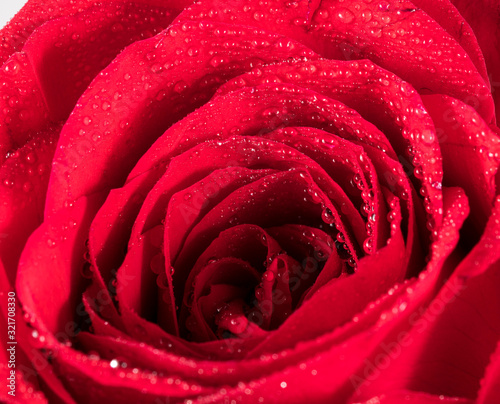 Fototapeta Naklejka Na Ścianę i Meble -  red Rose with water drops / rose and water drops