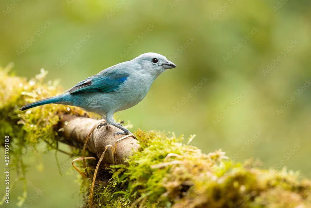 Blue-gray tanager (Thraupis episcopus) is a medium-sized South American songbird of the tanager family, Thraupidae. Its range is from Mexico south to northeast Bolivia and northern Brazil