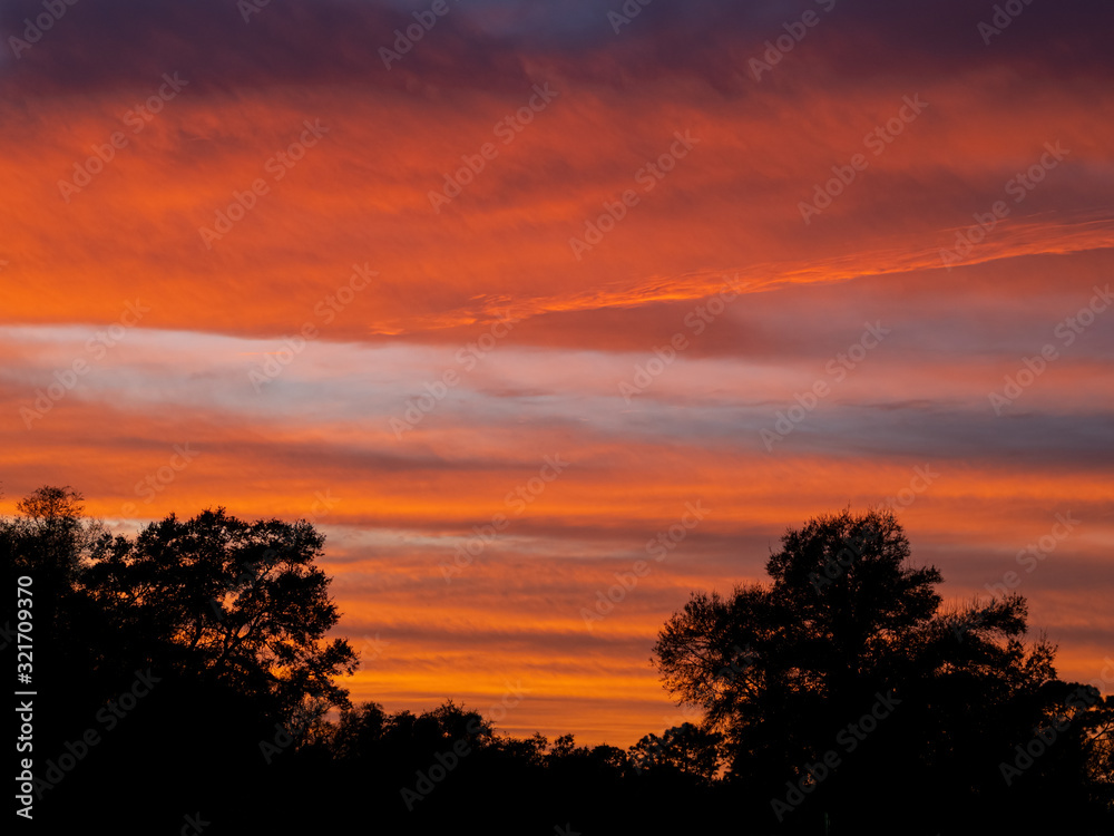 Brilliant red sunset sky over silhouetted  trees in Venice Florida