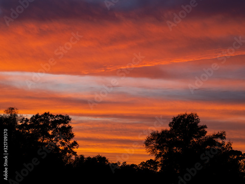 Brilliant red sunset sky over silhouetted trees in Venice Florida