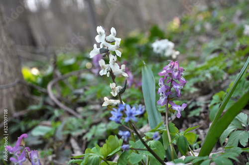 In spring  Corydalis cava blooms in the forest