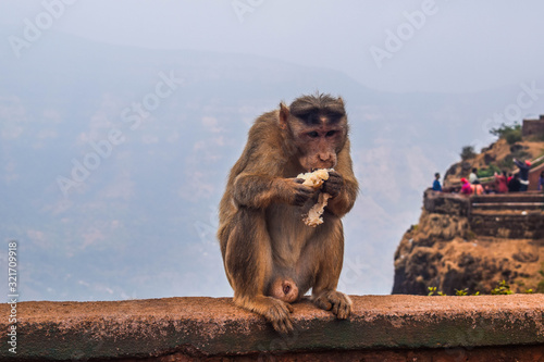 Monkeyeating bread photo