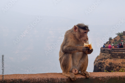 Monkey Eating Bread photograph