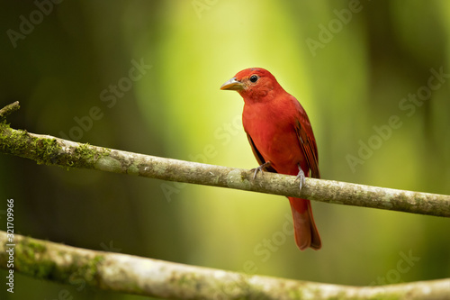 The summer tanager (Piranga rubra) is a medium-sized American songbird. Formerly placed in the tanager family (Thraupidae)