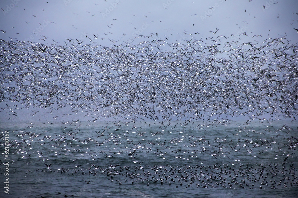 seagulls flying over black sea in storm weather seagulls flying over black sea in storm weather