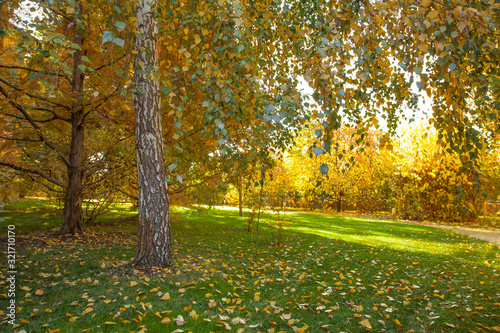 Autumn park, brightly lit by the sun. Yellow and orange trees, fallen yellow leaves and green lawn.