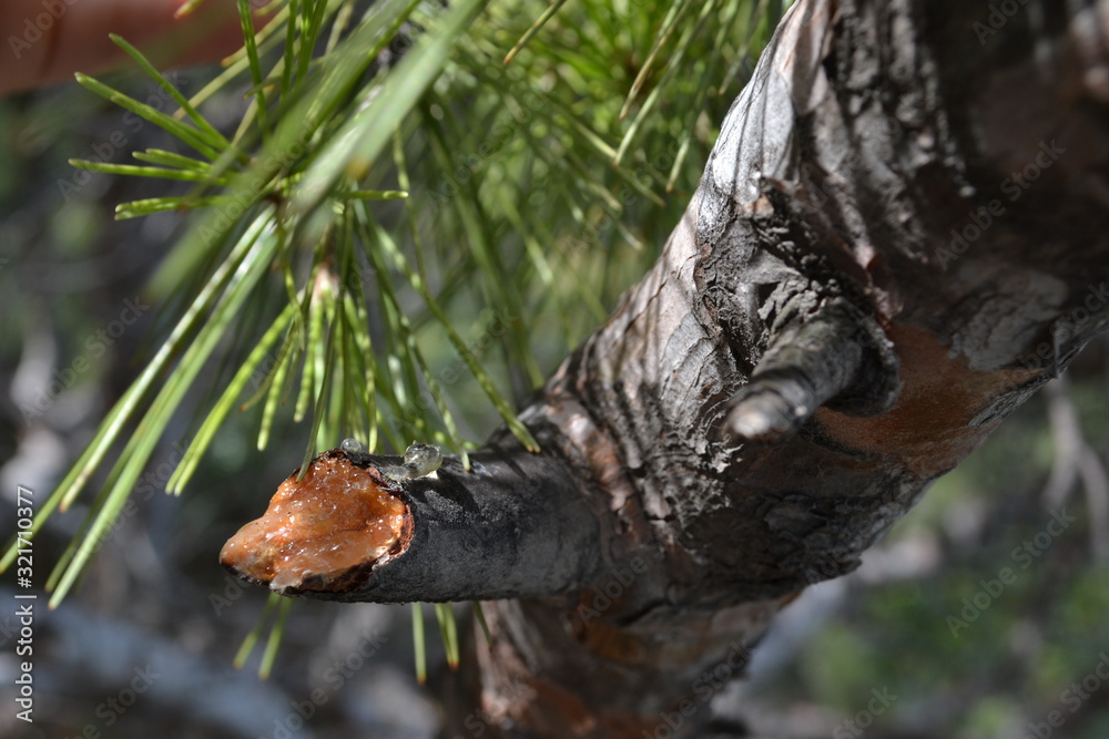 resin drips from a broken pine branch