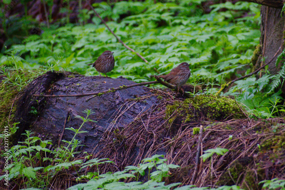 Obraz premium Birds on Log