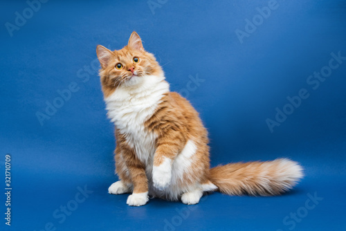 Sitting cute white-orange cat looking up and lifting a paw up. Dark blue background. Isolated © Yana Shevchenko