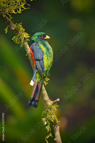 Masked trogon (Trogon personatus) is a species of bird in the family Trogonidae. It is fairly common in humid highland forests in South America, mainly the Andes and tepuis. 