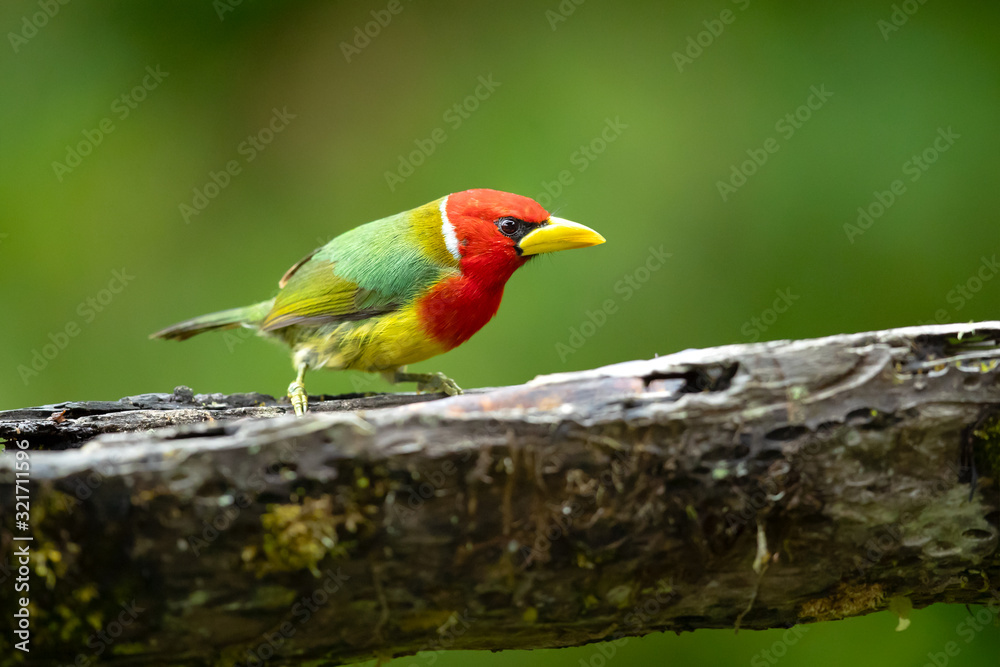 Red-headed barbet (Eubucco bourcierii) is a species of bird in the family Capitonidae. It is found in humid highland forest in Costa Rica and Panama, as well as the Andes Red-headed barbet (Eubucco bourcierii) is a species of bird in the family Capitonidae. It is found in humid highland forest in Costa Rica and Panama, as well as the Andes