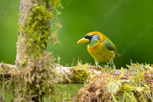 Red-headed barbet (Eubucco bourcierii) is a species of bird in the family Capitonidae. It is found in humid highland forest in Costa Rica and Panama, as well as the Andes