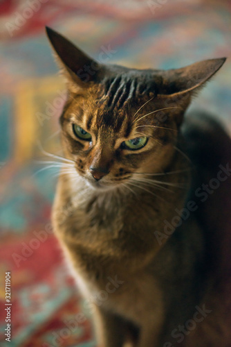 Beautiful abyssinian cat sitting on a colorful carpet