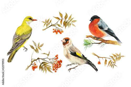 Fotografia Three birds: Goldfinch bird (Carduelis), Oriole, yellow bird, bullfinch bird (Carduelis), and rowan branches with leaves and berries