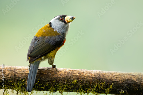 toucan barbet (Semnornis ramphastinus) is a barbet native to western Ecuador and Colombia. photo