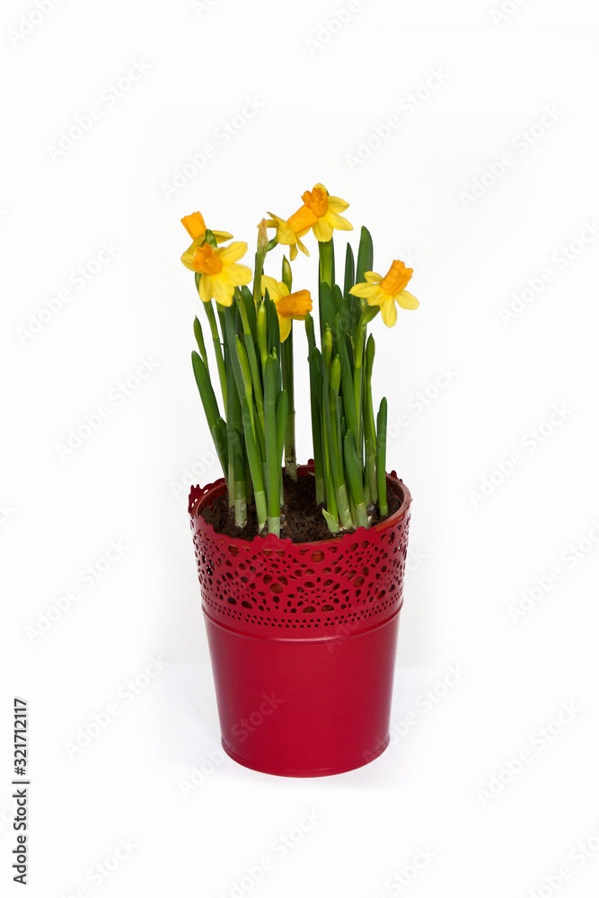 Yellow daffodil in pot isolated on white. Spring and easter flowers.