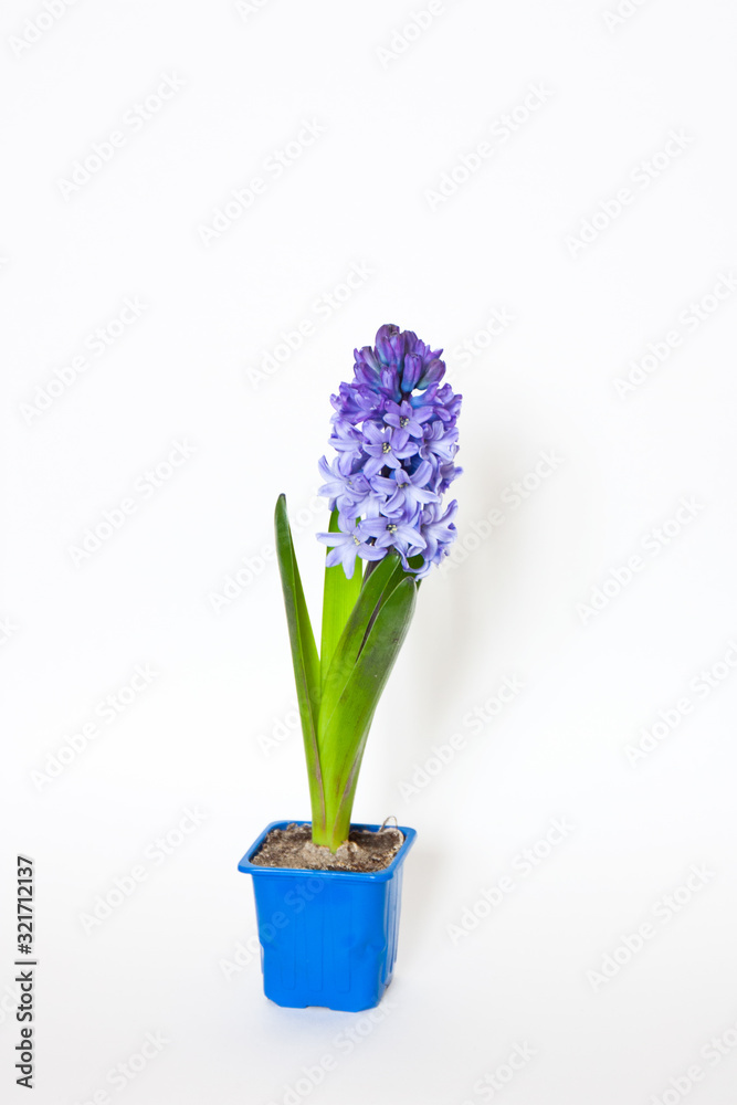 Blue hyacinth flower isolated on white background. Blue spring flower close up