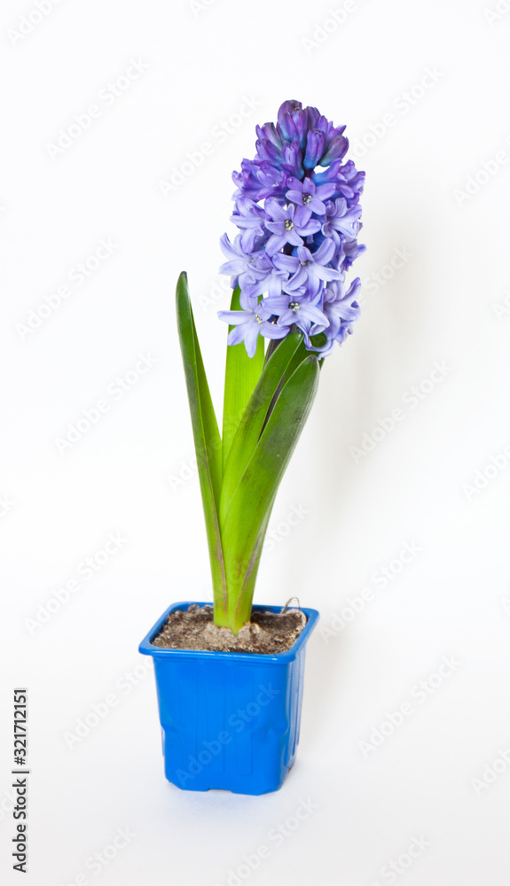 Blue hyacinth flower isolated on white background. Blue spring flower close up Blue hyacinth flower isolated on white background. Blue spring flower close up
