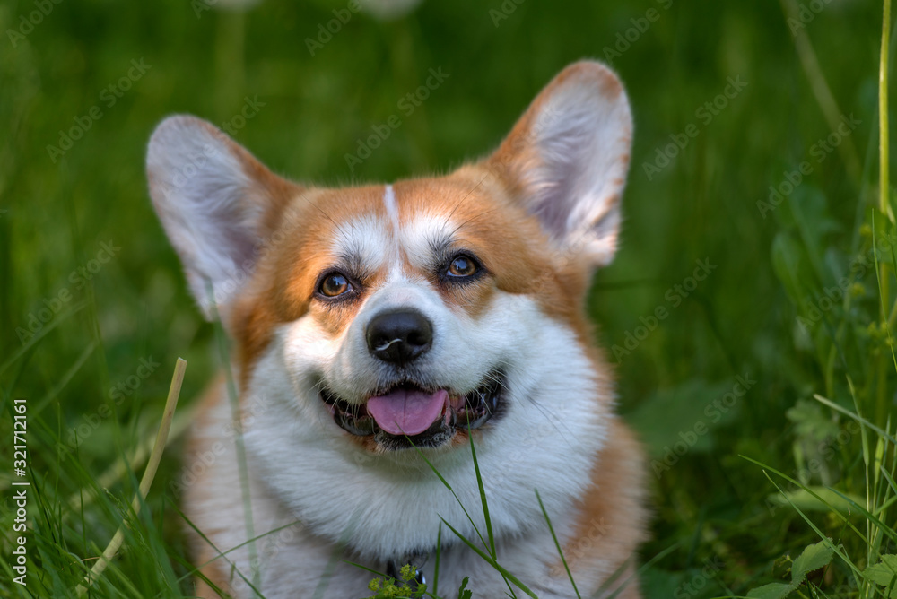 red corgi among green grass