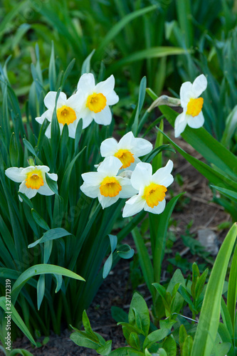 White daffodils blossom in spring garden. Spring flowers. Narcissuses in spring park. 