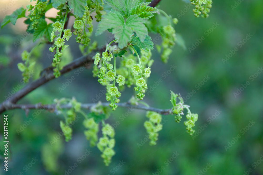 Сurrant bush in bloom. Green flowers in the garden. Red currant flowers Сurrant bush in bloom. Green flowers in the garden. Red currant flowers