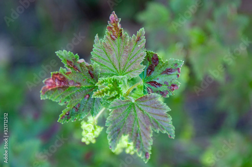 Sick currants close-up. Ill leaves of currant bush in the garden. Fungal disease leaves anthracnose currants. photo