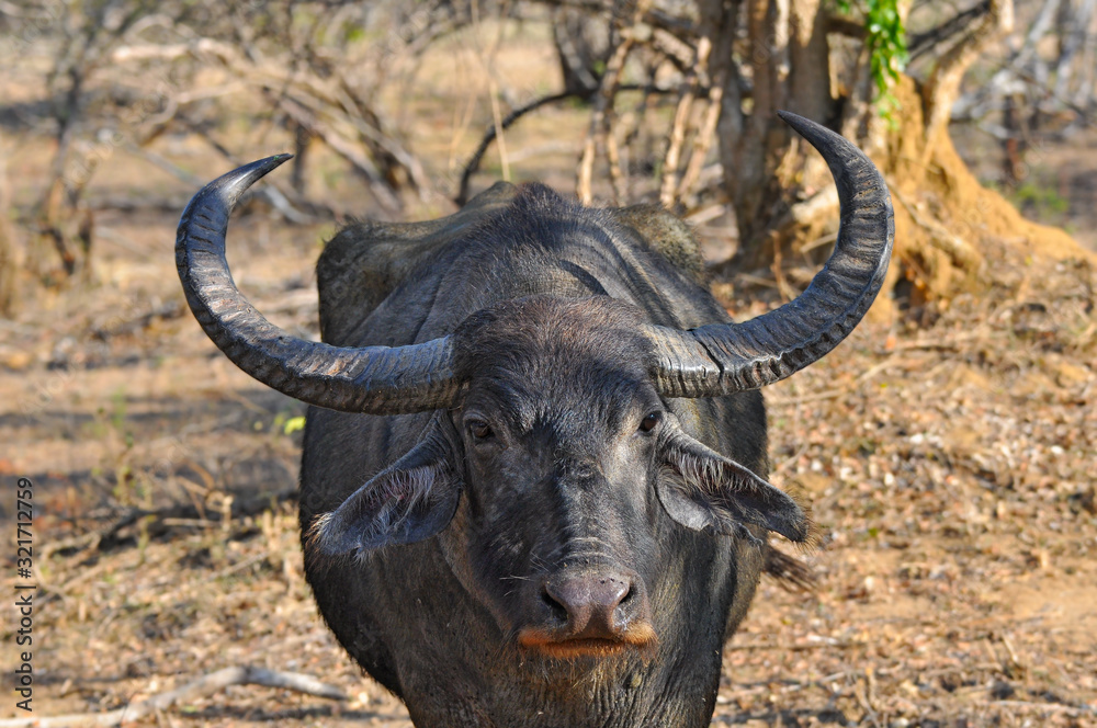 The Wild Asian water buffalo in Yala National Park of Sri Lanka (Bubalus arnee). Close-up.