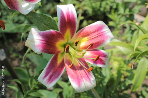 Crimson Lily with white tips on the petals.