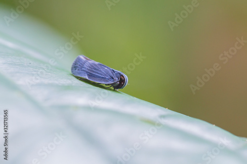 blue Leafhopper