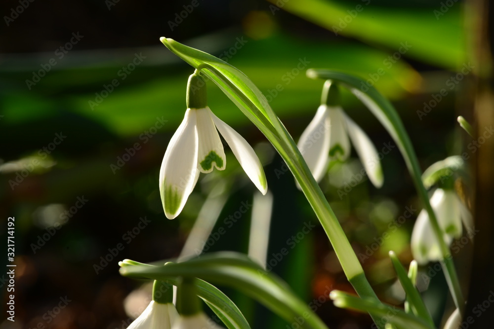 Snowdrops in jersey, uk, in Winter sunlight. Snowdrops in jersey, uk, in Winter sunlight.