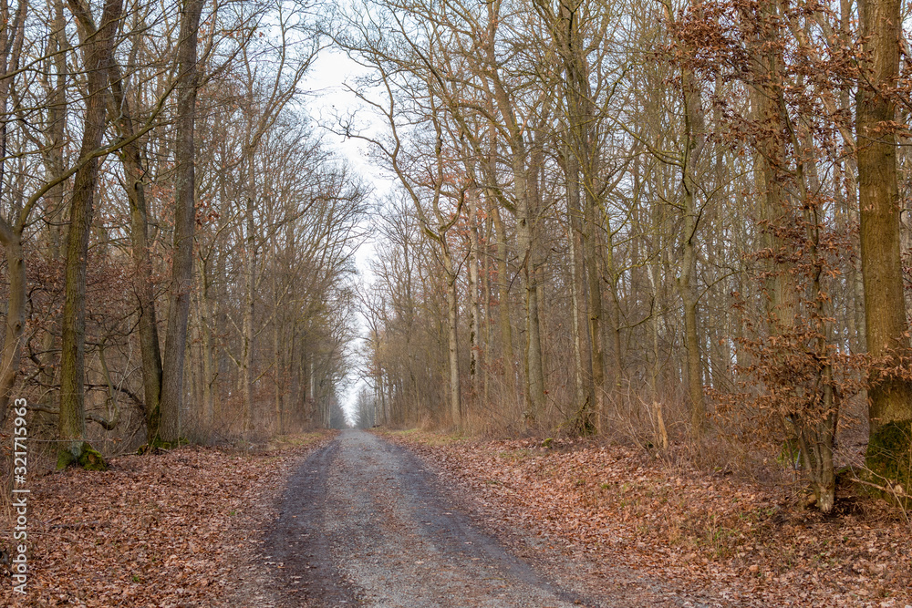 Ein Weg im Wald ohne Blätter zur Winterzeit.