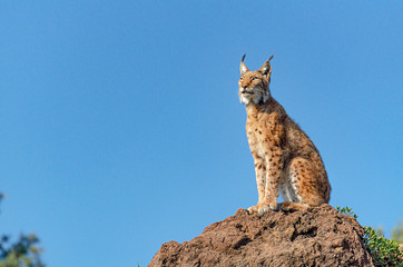 Sierkussen Lynx Iberische lynx zittend op rots  © Adrian